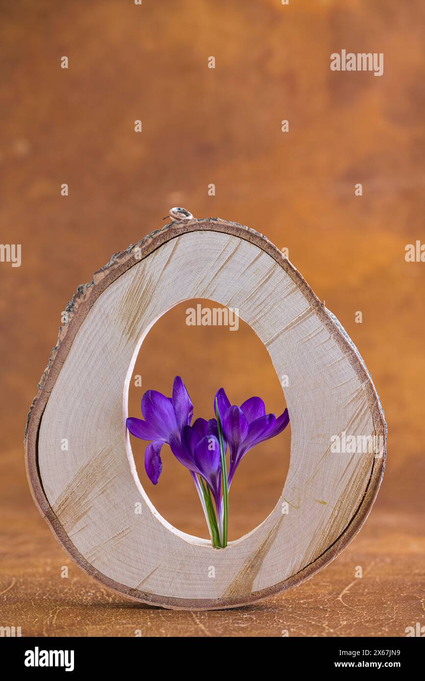 Motif printemps, décoration, fleur de crocus pourpre dans une coquille Banque D'Images