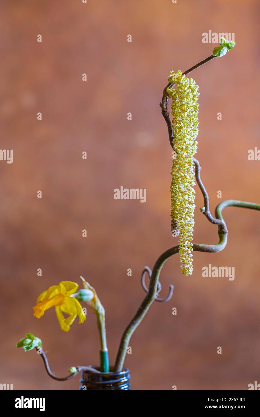 Branche de noisette avec fleur, fleur de jonquille, motif de Pâques, nature morte Banque D'Images