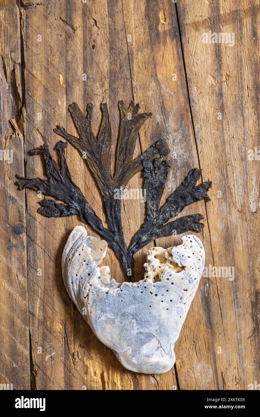 Bladderwrack (Fucus vesiculosus) et coquille en forme de coeur sur fond de bois, nature morte, espace libre de texte Banque D'Images