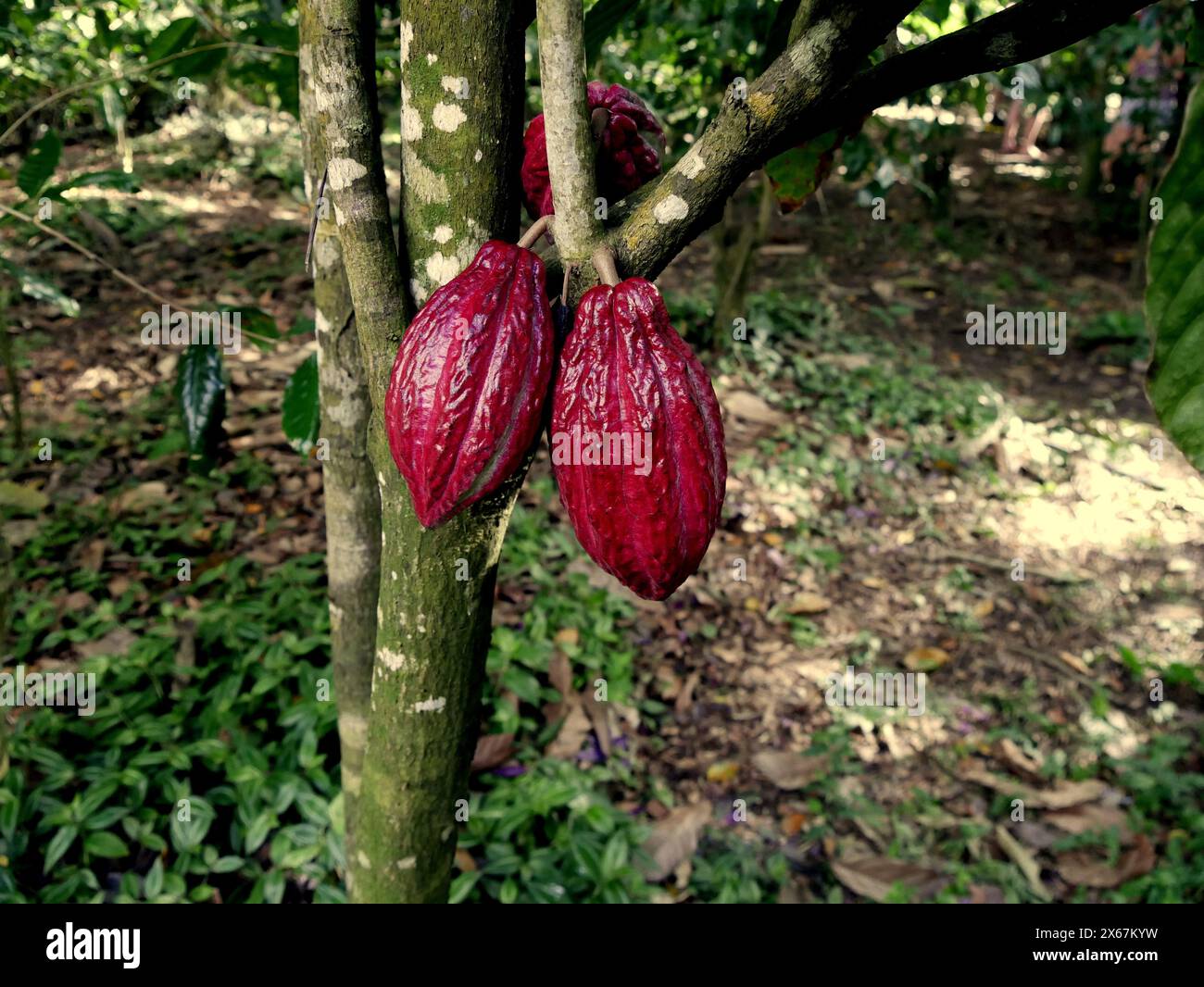 cosses de cacao rouge criollo violet sur le cacaoyer theobroma, agriculture des caraïbes Banque D'Images