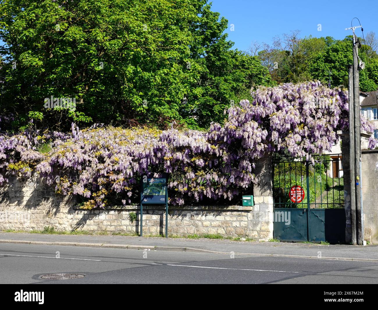 Fleurissement de la wisteria violette sur la clôture au-dessus du signe du jardin Daubigny de Van Gogh, Auvers-sur-Oise, France. Banque D'Images