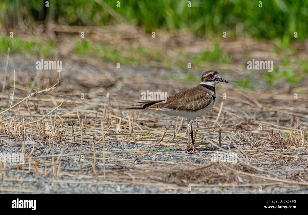 Comité permanent de Killdeer Banque D'Images