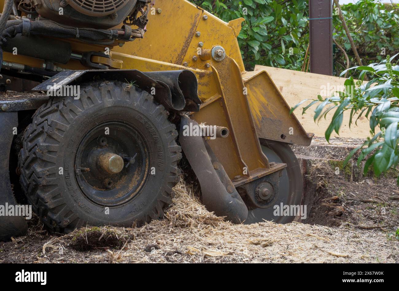 Couteau porte-greffe pour l'enlèvement de souches d'arbres, Tutzing, Bavière, Allemagne Banque D'Images