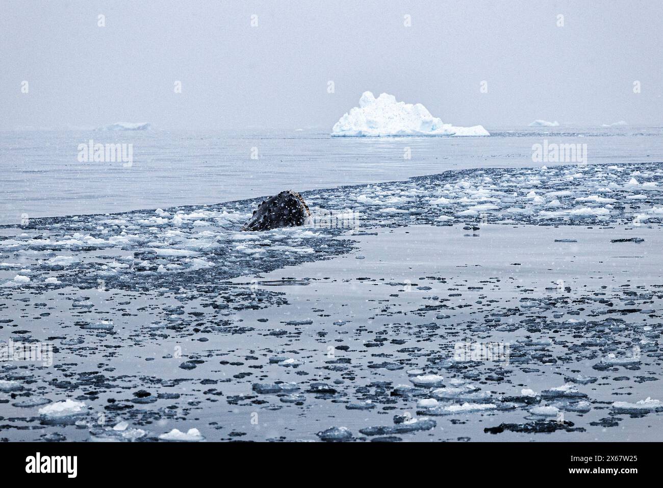 Museau d'une baleine à bosse et iceberg. Banque D'Images