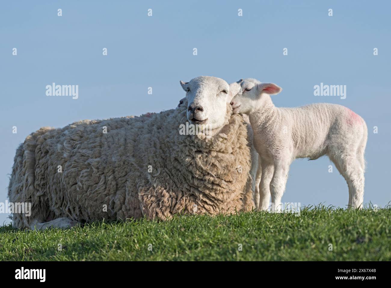 Mouton sur la digue, petit agneau se blottit jusqu'à sa mère, péninsule d'Eiderstedt, Allemagne, Schleswig-Holstein, côte de la mer du Nord Banque D'Images