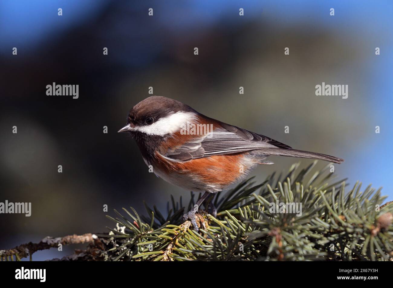 Chickadee à dos de châtaignier (Poecile rufescens) perché dans un épinette d'Englemann. Yaak Valley, Montana. (Photo de Randy Beacham) Banque D'Images