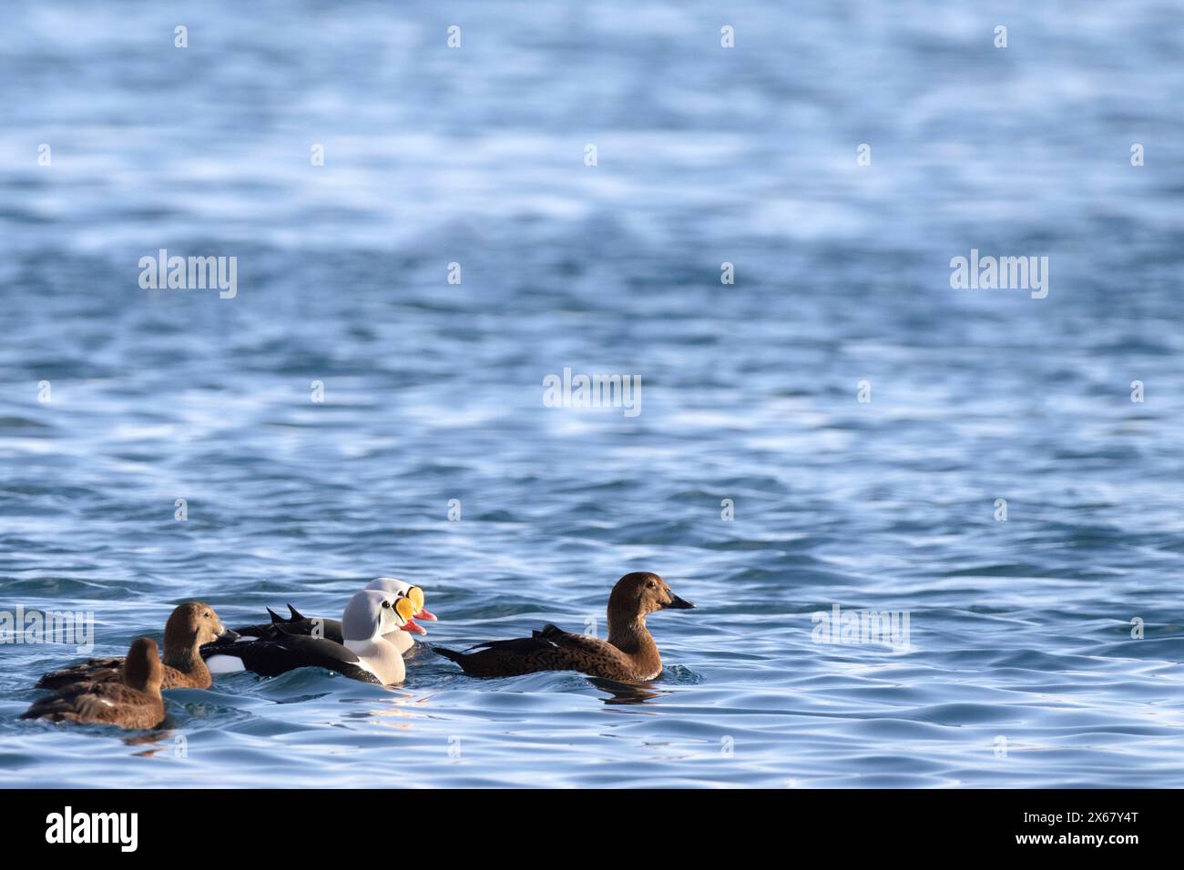 Eider Duck (Somateria mollissima), Batsfjord, Batsfjord, Varanger Peninsula, Finnmark, Norvège septentrionale, Norvège, Banque D'Images