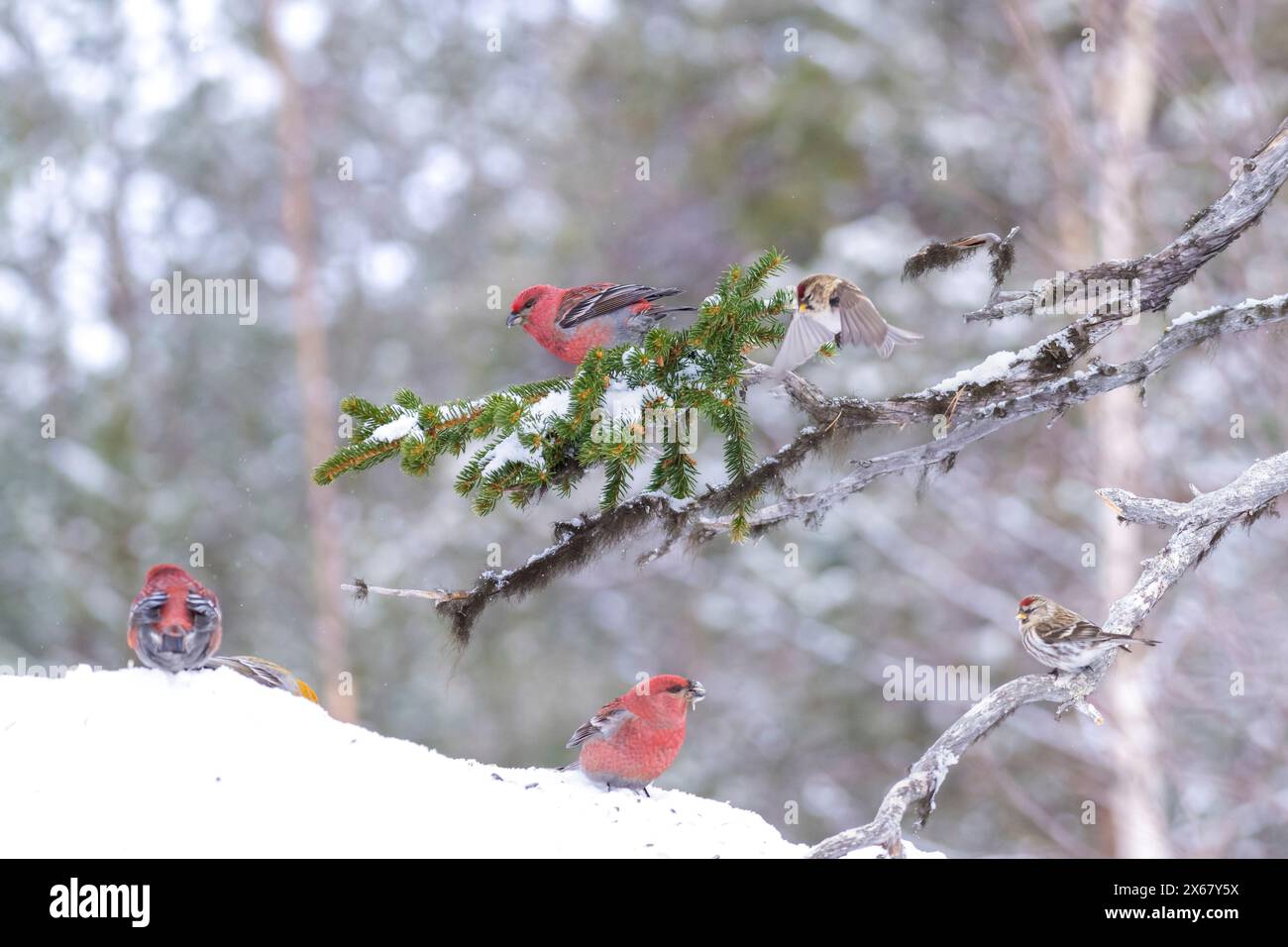 Pingouin (Pinicola enucleator), mâle et femelle, Redpoll (Acanthis flammea), hiver, Kaamanen, Finlande Banque D'Images