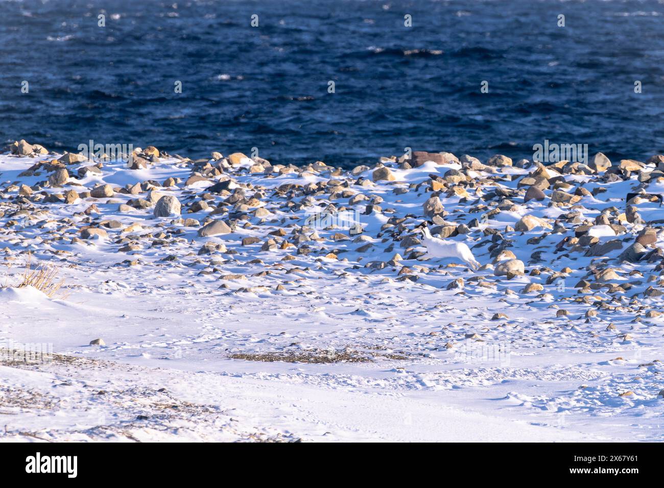 Lièvre arctique (Lepus timidus), péninsule de Varanger, Finnmark, Norvège, Banque D'Images