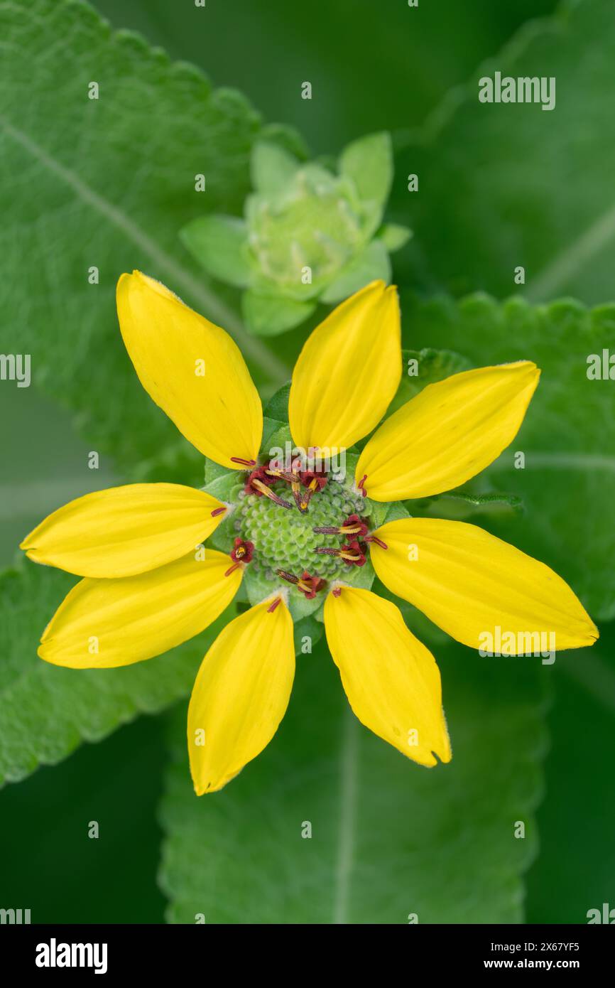 La superbe fleur jaune de la plante Texas Greeneyes, Berlandiera betonicifolia. Banque D'Images