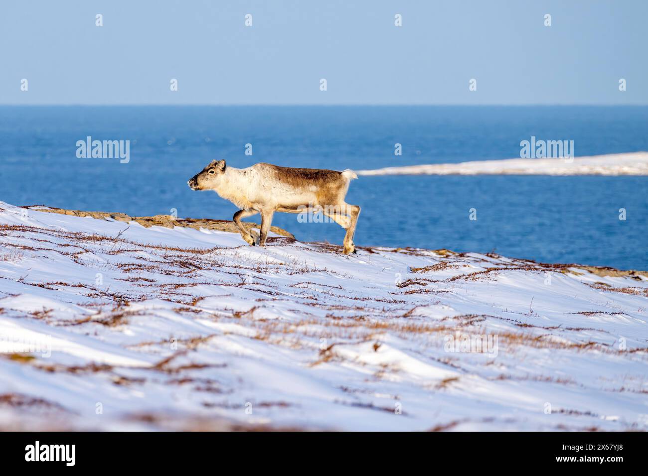 Rennes (Rangifer tarandus), près de Vadso, péninsule de Varanger, Finnmark, Norvège, Banque D'Images