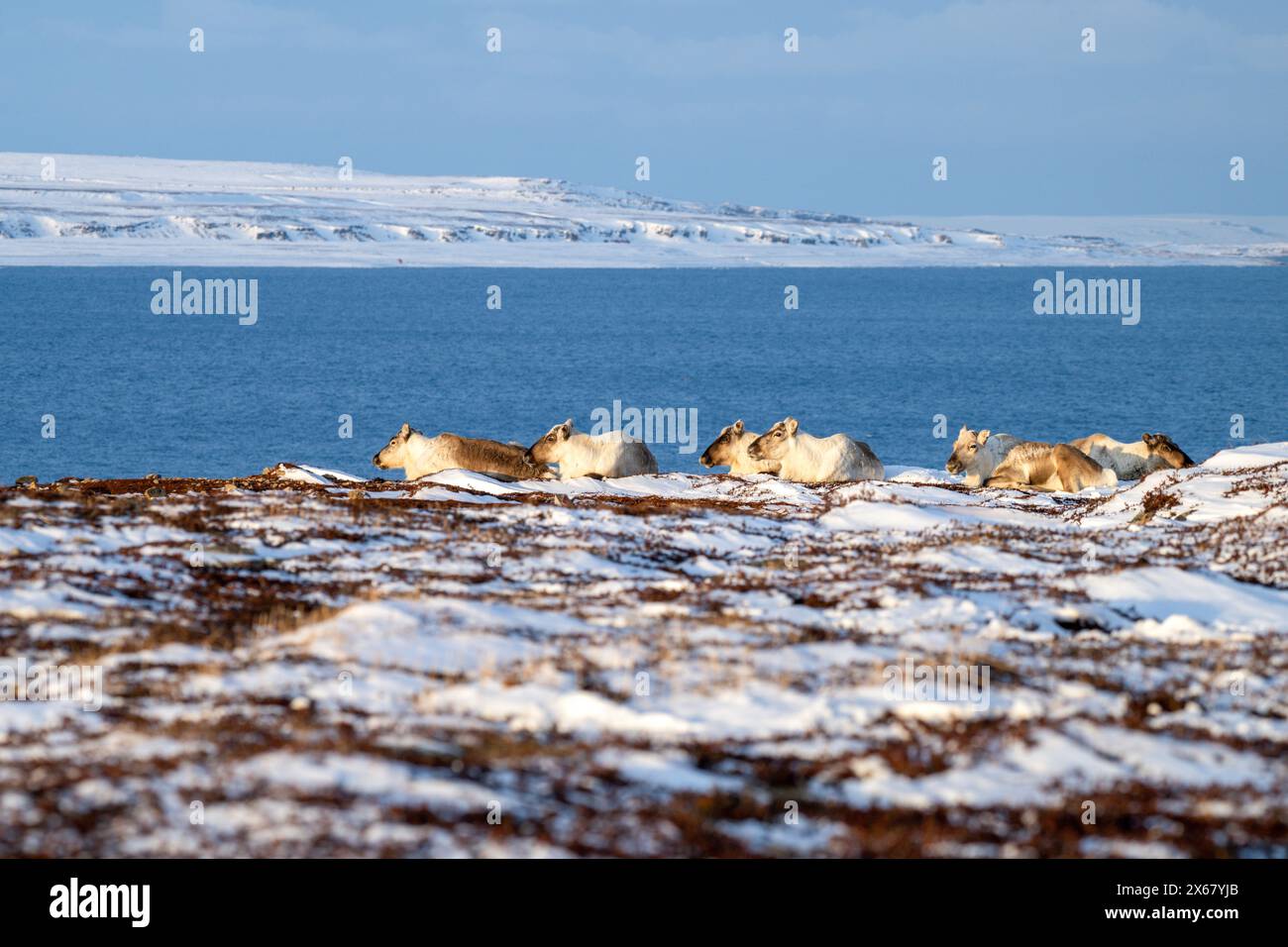 Rennes (Rangifer tarandus), près de Vadso, péninsule de Varanger, Finnmark, Norvège, Banque D'Images