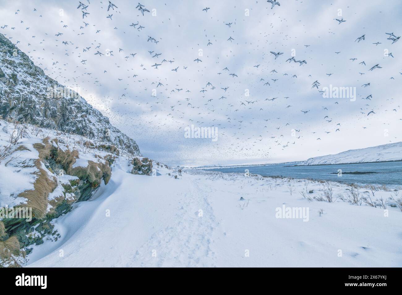 Troupeau d’oiseaux, guillemots (Uria aalge) en vol, île Hornoya, Vardo, péninsule de Varanger, Troms og Finnmark, Norvège Banque D'Images