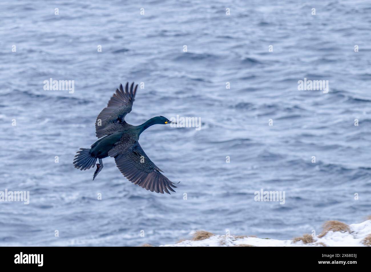 Cormoran (Phalacrocorax aristotelis), île de Hornoya, Vardo, péninsule de Varanger, Troms og Finnmark, Norvège Banque D'Images