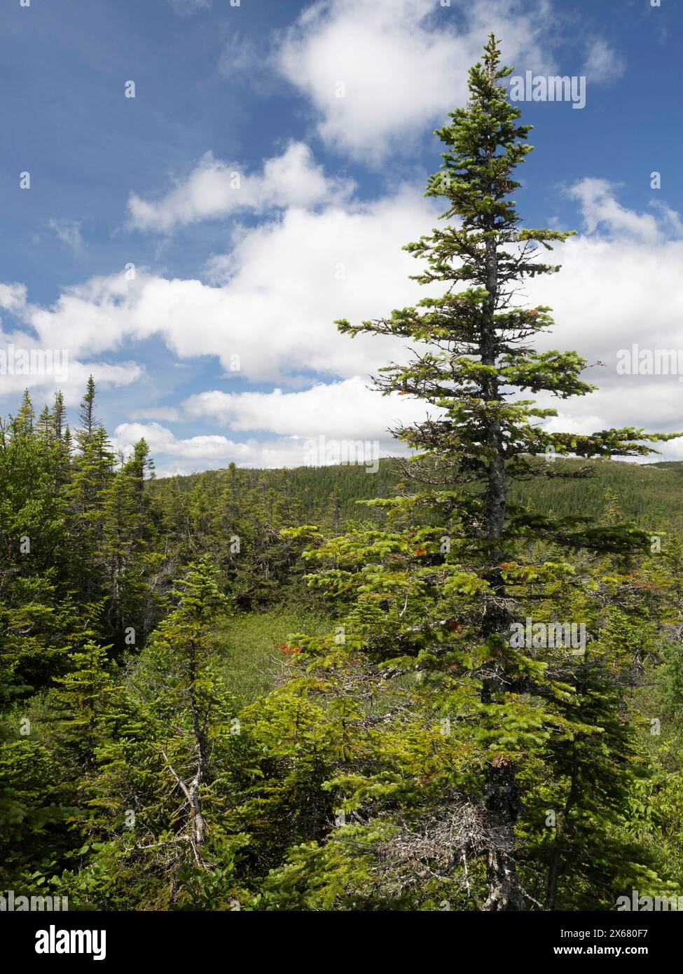 Canada, forêt, Terre-Neuve, Amérique du Nord, forêt de feuillus du Nord Banque D'Images