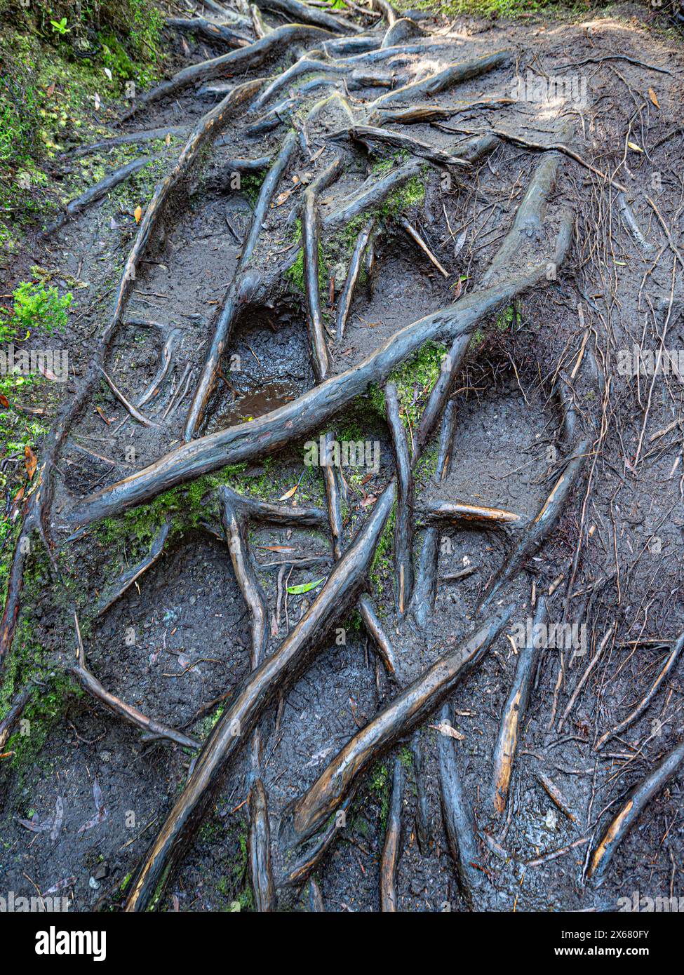 Açores, exposé, motif en dentelle, sentier de randonnée Misterios Negros, plus comme un canal radiculaire qu'un sentier de randonnée, paysage naturel, nature, Pathback to nature, Portugal, Terceira, racines des arbres Banque D'Images