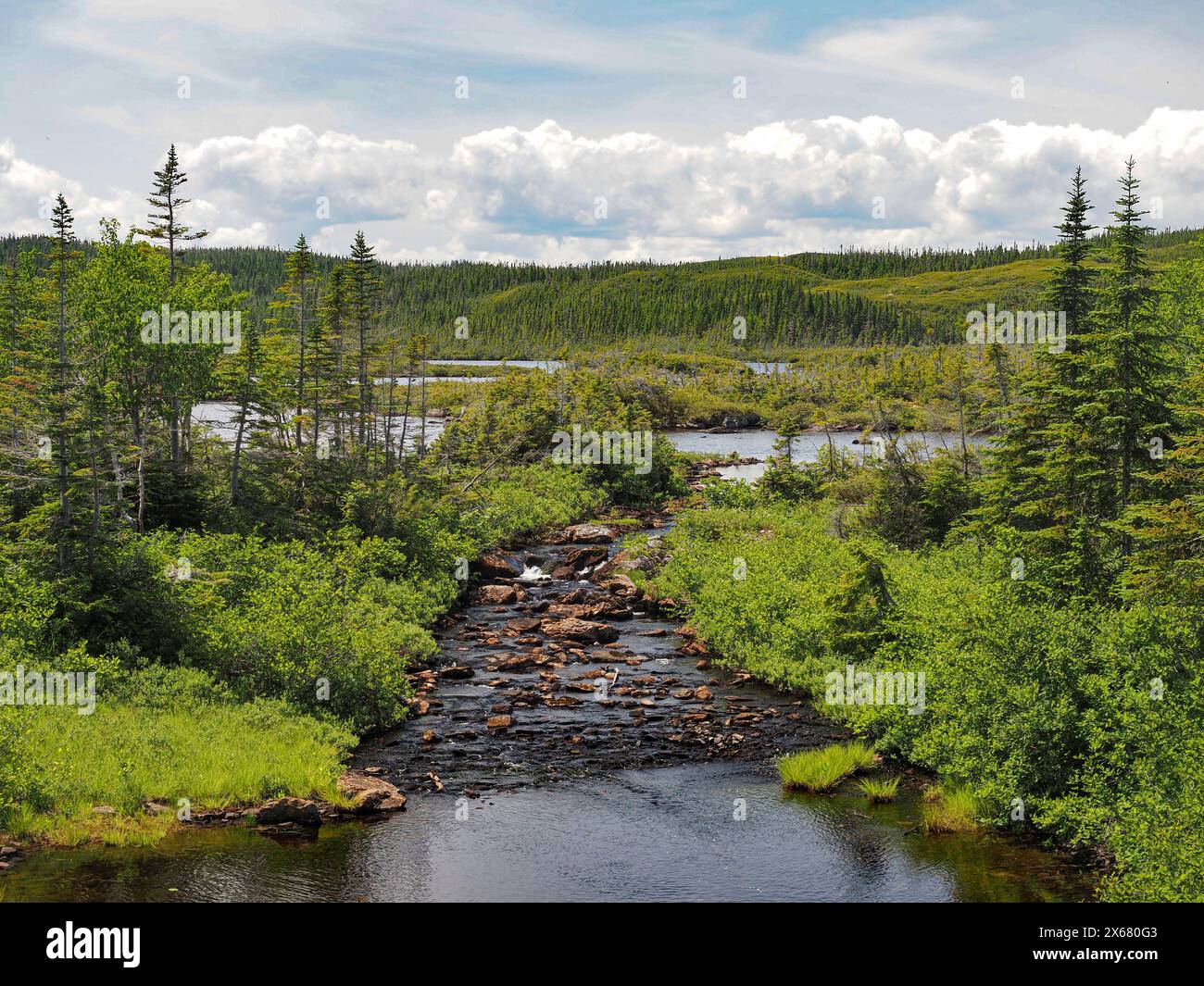 Canada, forêt, Terre-Neuve, Amérique du Nord, forêt de feuillus du Nord Banque D'Images