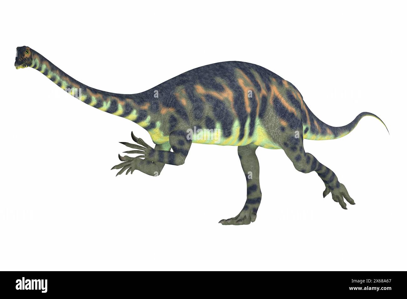 Massospondylus était un dinosaure prosauropode à partir de l'âge jurassique de l'Afrique et était un herbivore. Banque D'Images