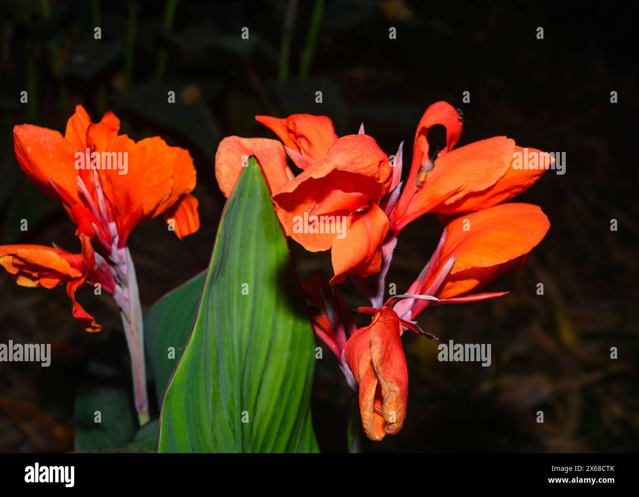 Canna x generalis (CG) est le nom scientifique pour le cana de jardin commun, le lis de canna, ou le tir indien. C'est une plante vivace herbacée qui peut atteindre 6 pieds de haut et a des fleurs blanches, jaunes, rouges, rouge-orange ou roses en été. CG est traditionnellement utilisé comme anti-inflammatoire, analgésique et antipyrétique, et dans les préparations de médicaments ayurvédiques. Il est également utilisé dans le traitement des furoncles, des plaies et des abcès. Tehatta, Bengale occidental ; Inde. Banque D'Images