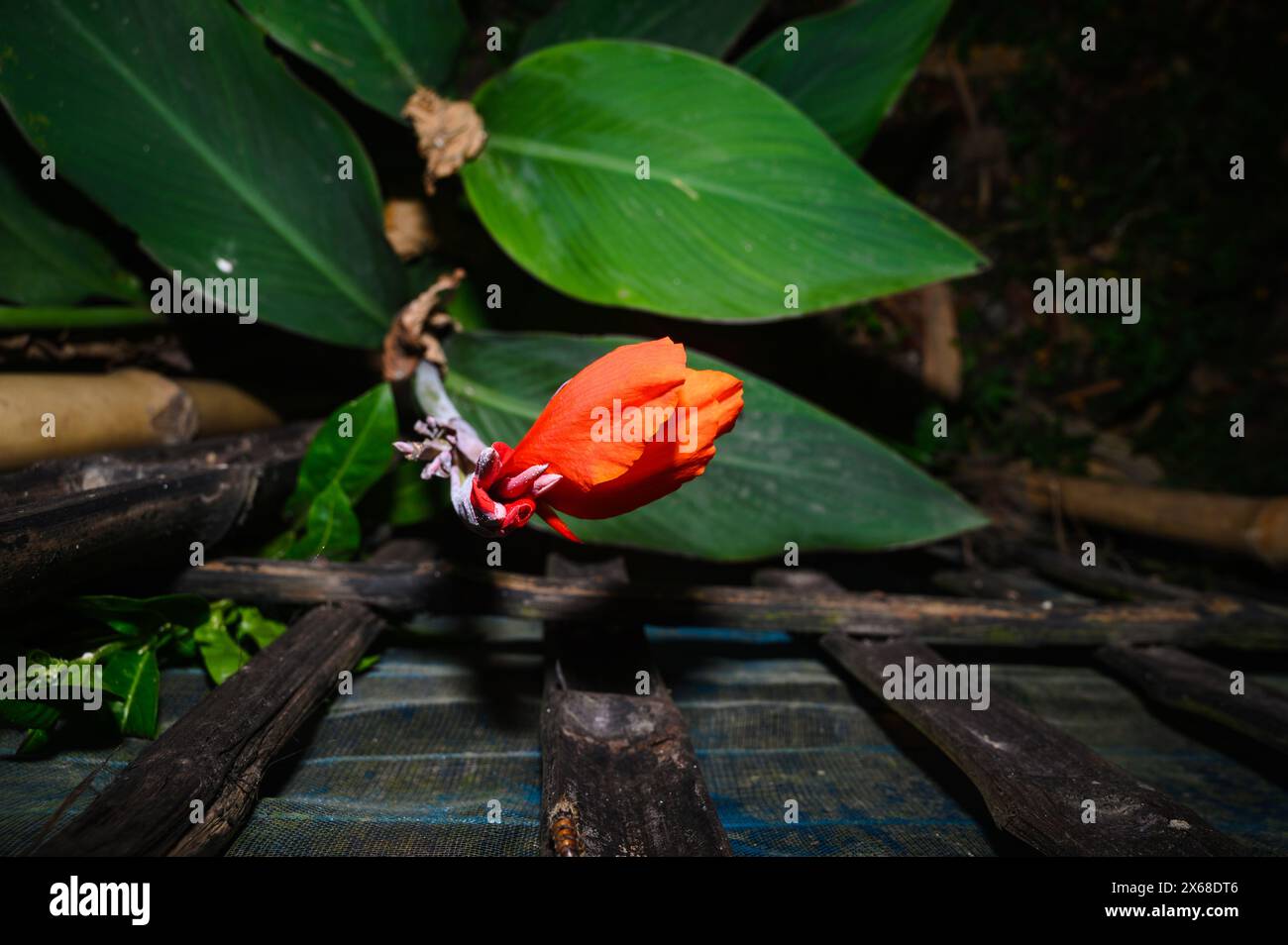 Canna x generalis (CG) est le nom scientifique pour le cana de jardin commun, le lis de canna, ou le tir indien. C'est une plante vivace herbacée qui peut atteindre 6 pieds de haut et a des fleurs blanches, jaunes, rouges, rouge-orange ou roses en été. CG est traditionnellement utilisé comme anti-inflammatoire, analgésique et antipyrétique, et dans les préparations de médicaments ayurvédiques. Il est également utilisé dans le traitement des furoncles, des plaies et des abcès. Tehatta, Bengale occidental ; Inde. Banque D'Images