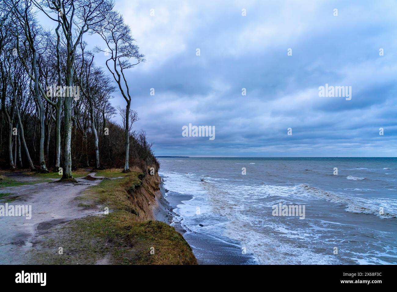 Plage, falaises et forêt fantomatique dans la station balnéaire Baltique de Nienhagen, Mecklembourg-Poméranie occidentale, Allemagne Banque D'Images