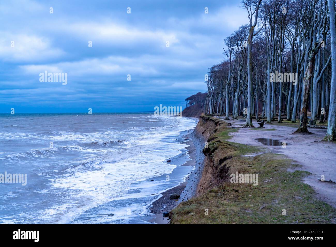 Plage, falaises et forêt fantomatique dans la station balnéaire Baltique de Nienhagen, Mecklembourg-Poméranie occidentale, Allemagne Banque D'Images