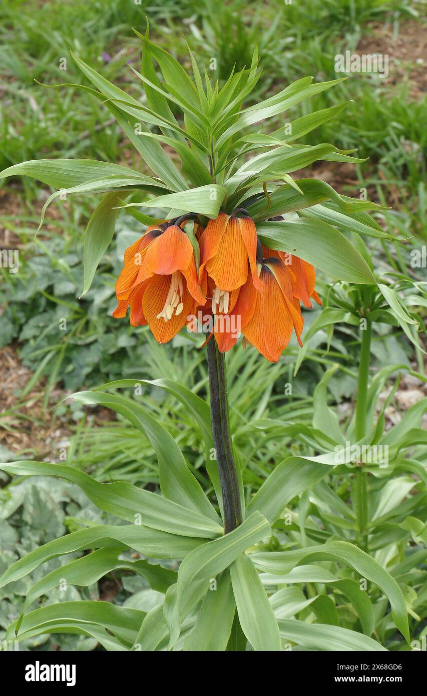 Gros plan de la grande tête de fleur d'oranger du bulbe de jardin à floraison printanière fritillaria imperialis. Banque D'Images