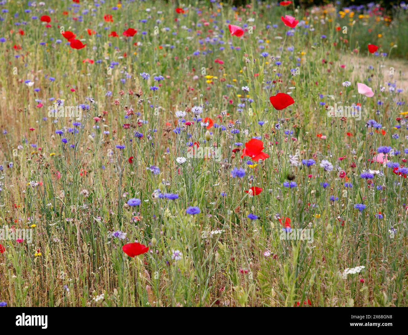 Gros plan d'une prairie de fleurs sauvages de coquelicots rouges et bleus bleus. Banque D'Images
