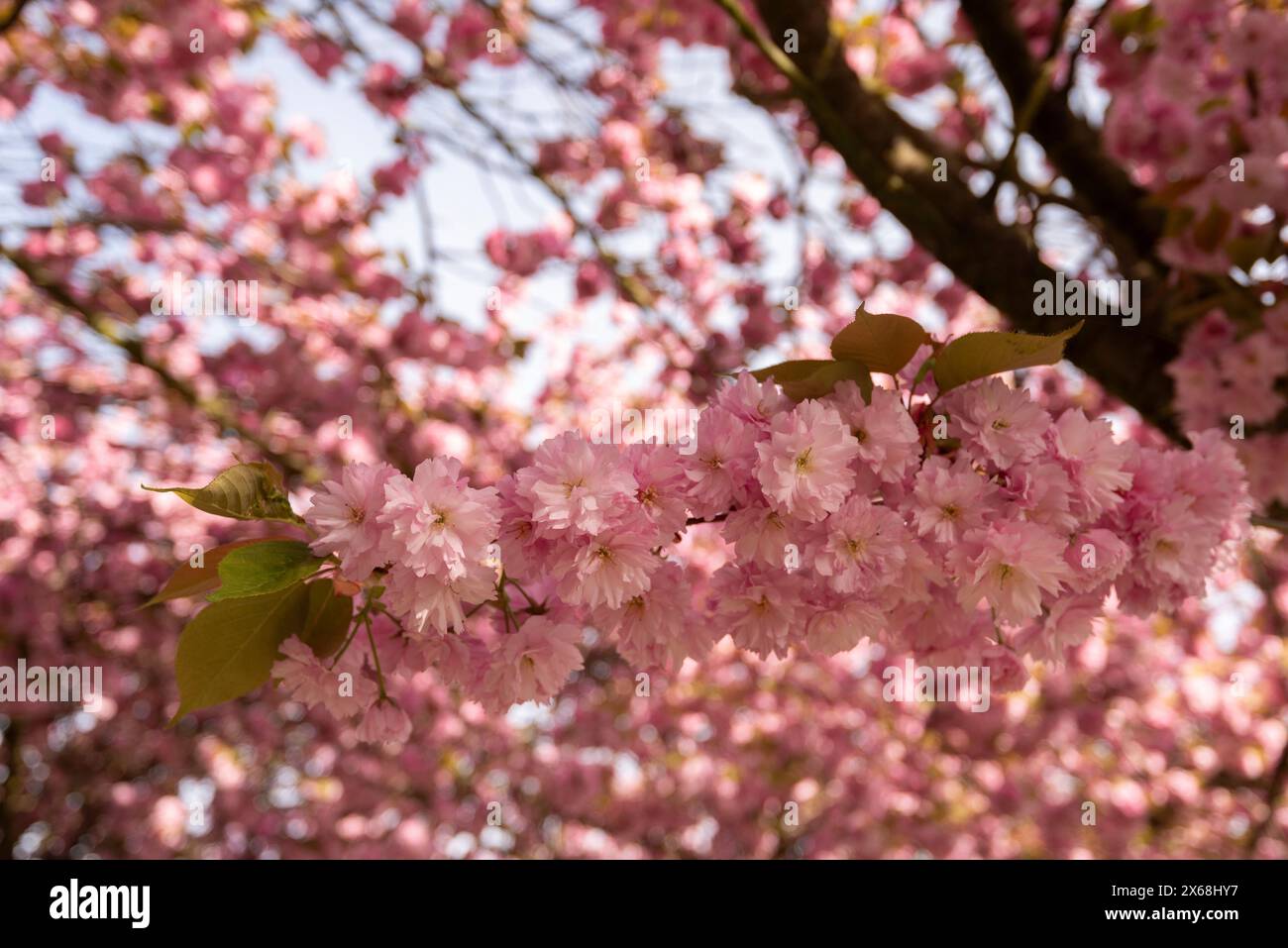 Cerises ornementales japonaises, fleur de cerisier, Magdebourg, Saxe-Anhalt, Allemagne Banque D'Images