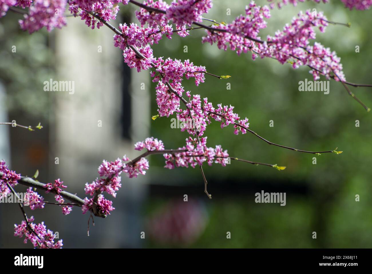 Un arbre avec des fleurs roses se trouve devant un bâtiment. Les fleurs sont en pleine floraison et les branches d'arbre en sont pleines. La scène est paisible et se Banque D'Images