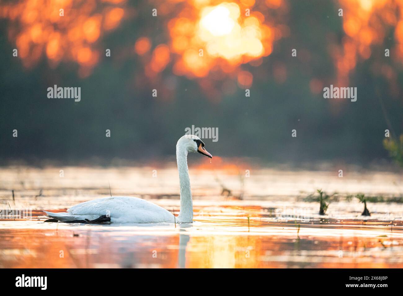 Cygne à l'heure dorée - lever du soleil. Swan Heart dans l'eau. Grandes ailes. Banque D'Images