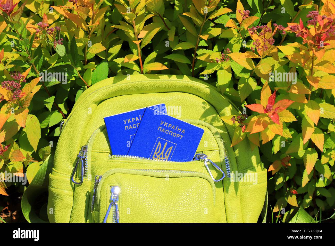 2 passeports de citoyens de l'Ukraine avec une inscription en ukrainien - passeport de l'Ukraine se trouve dans le sac à dos vert. Concept de voyage, réfugiés, tourisme Banque D'Images
