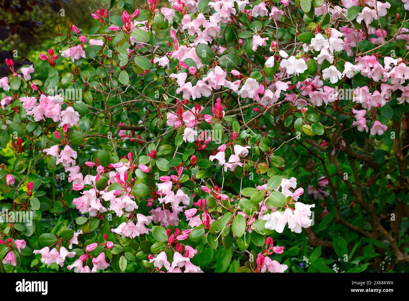 Gros plan sur les bourgeons de fleurs rouges et les fleurs ouvertes blanches roses de la plante de jardin pérenne à feuilles persistantes Rhododendron brocart. Banque D'Images