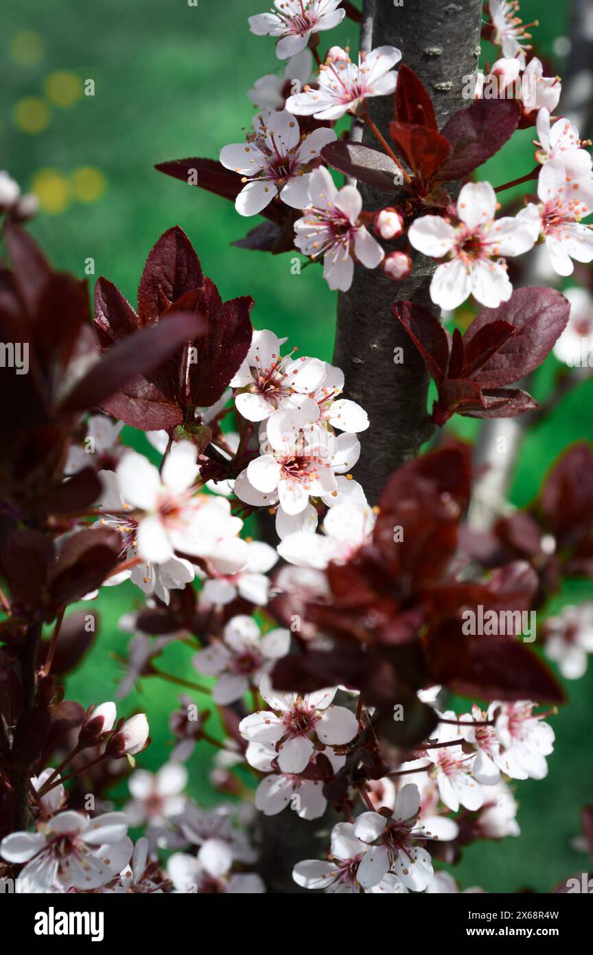 Fleurs blanches sur Purpleleaf Sand Cherry Tree au printemps Banque D'Images