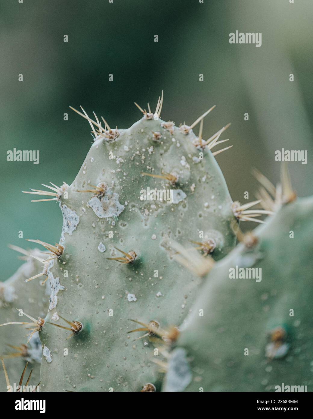 Dense grappe de cactus épineux, symbole des paysages arides de Cozumel, au Mexique Banque D'Images