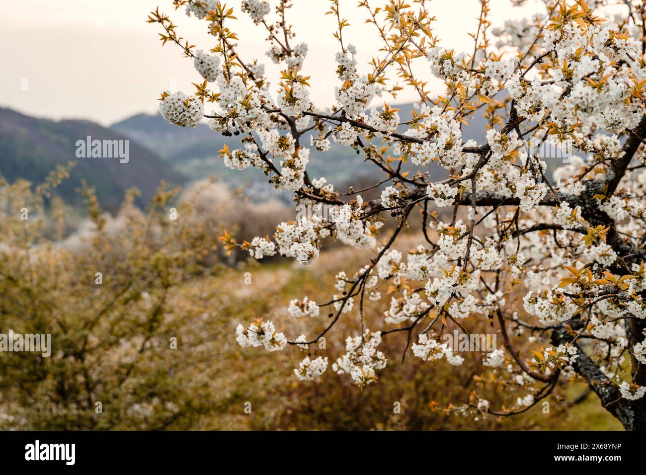 Saison des cerisiers en fleurs à Wendershausen près de Witzenhausen dans le parc géo-naturel Frau-Holle-Land Banque D'Images