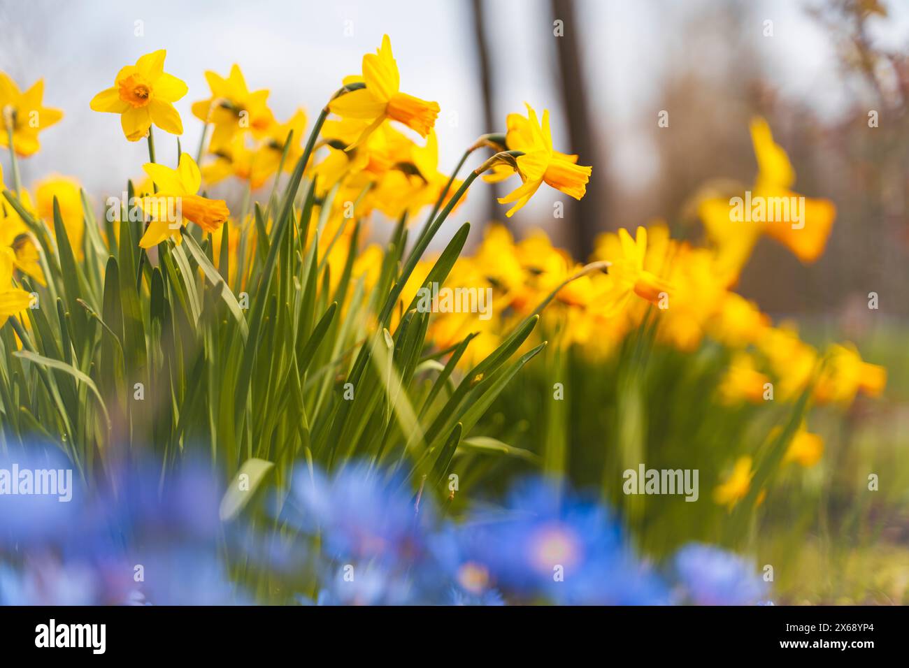 Floraison des jonquilles dans une prairie au printemps, flou premier plan, gros plan, jonquilles jaunes, Narcissus pseudonarcissus Banque D'Images