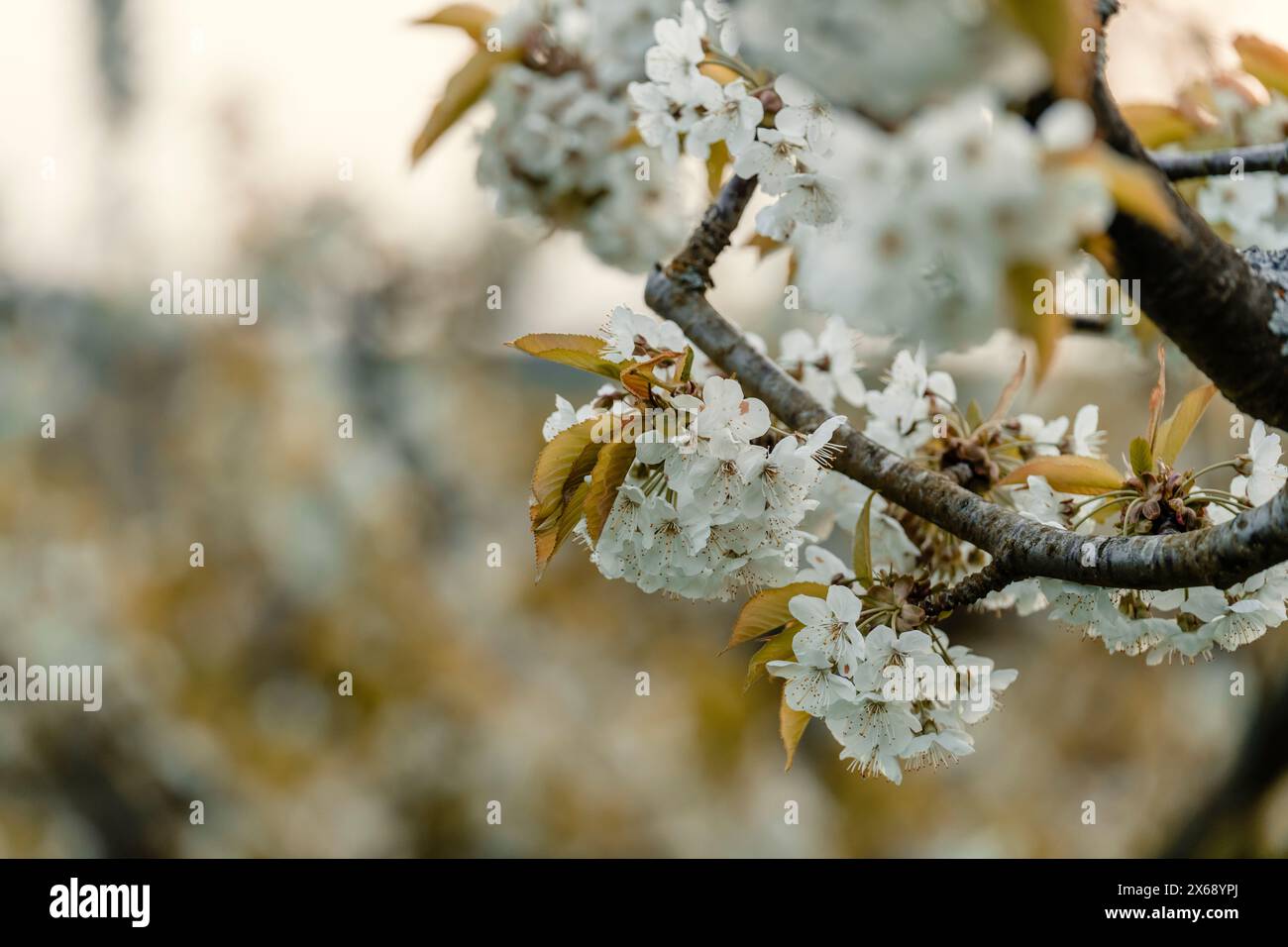 Gros plan de la floraison des cerisiers à Wendershausen près de Witzenhausen dans le parc géo-naturel Frau-Holle-Land. Banque D'Images