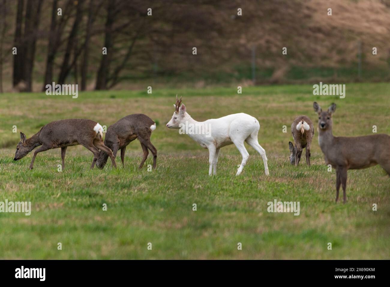 Albinos roebuck sautant dans un champ. Banque D'Images