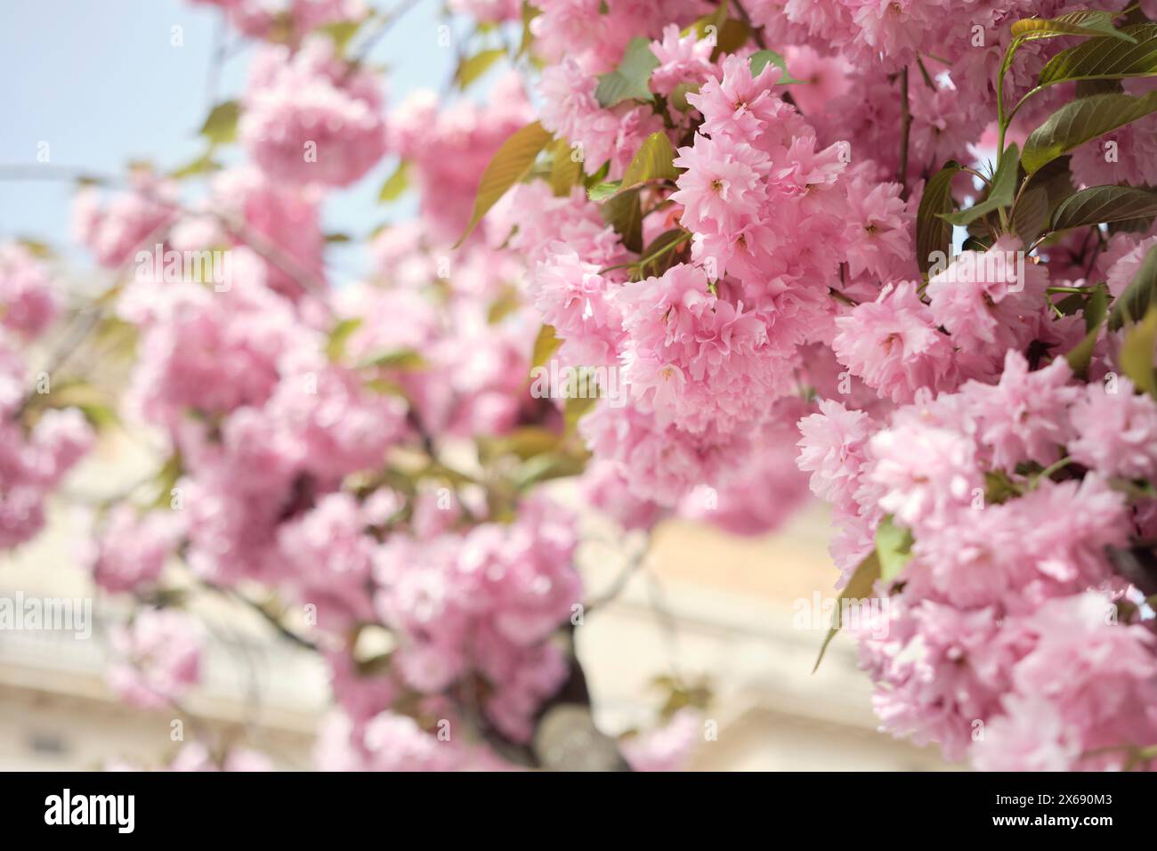 Fleurs de cerisier japonaises 'Prunus serrulata' à Francfort-sur-le-main, Hesse, Allemagne Banque D'Images