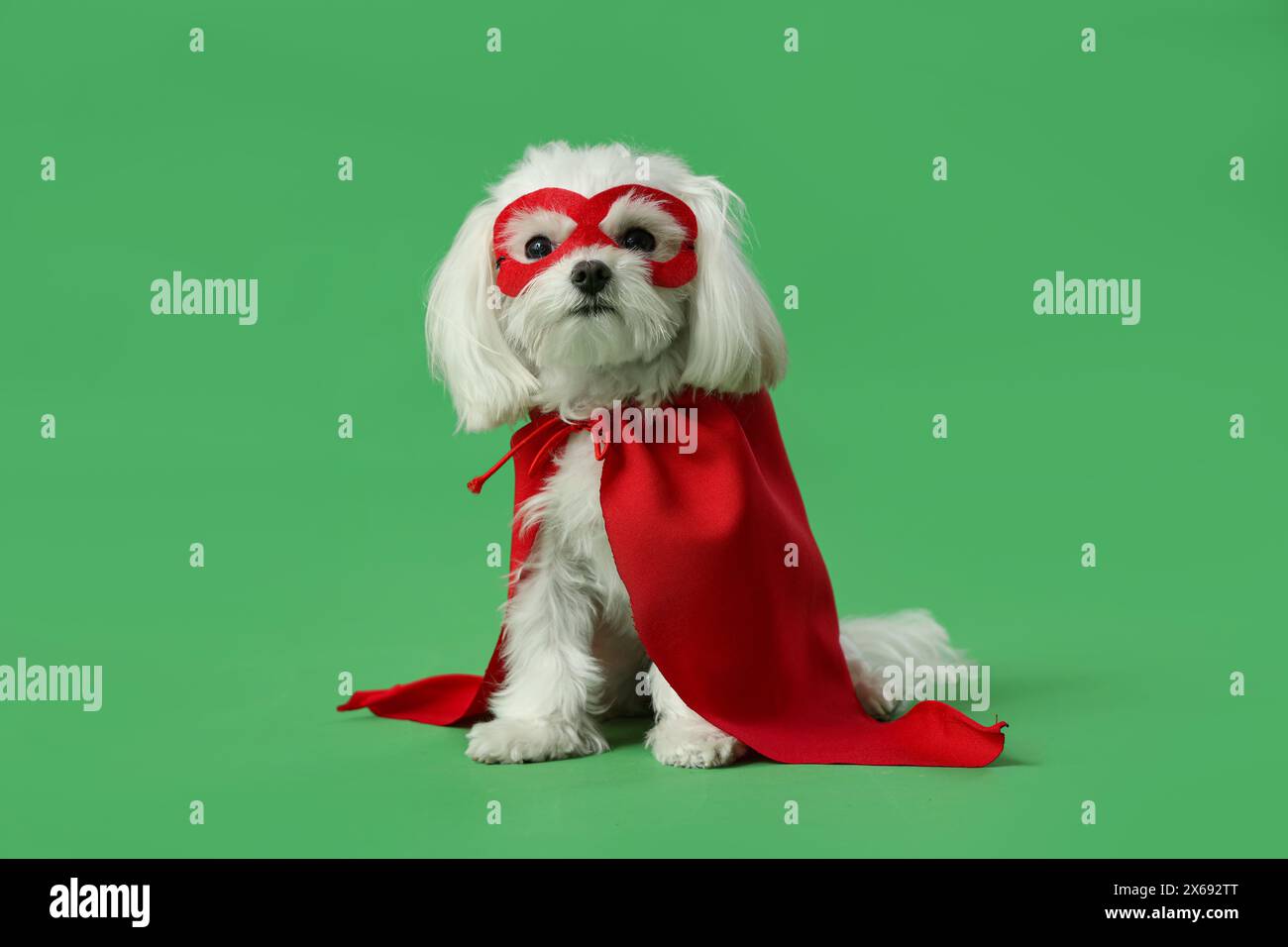 Petit chien mignon en costume de super-héros sur fond vert Banque D'Images