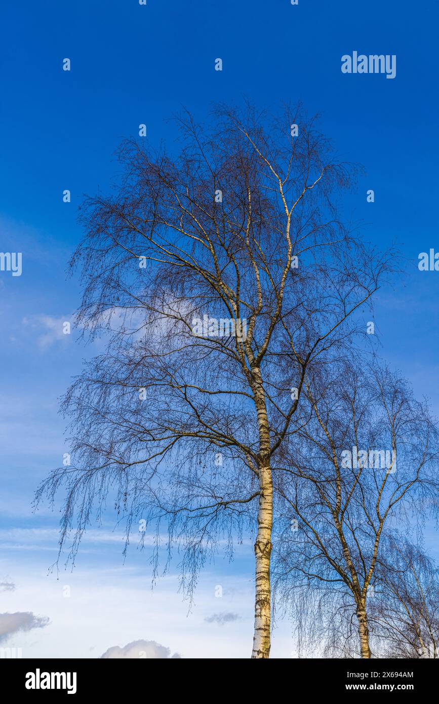 Tronc d'arbre, branches sans feuilles, ciel bleu Banque D'Images