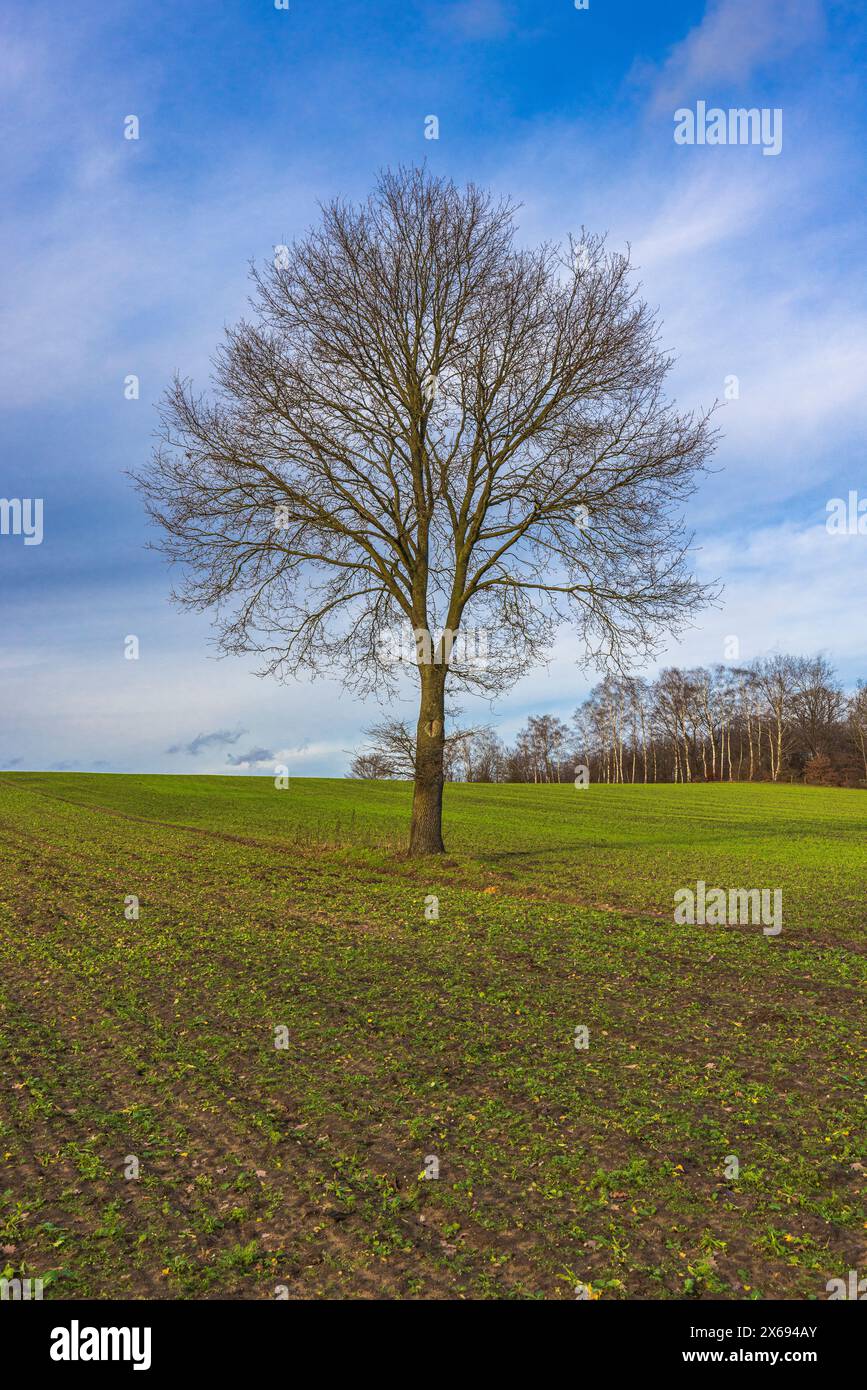 Tronc d'arbre, branches sans feuilles, ciel bleu Banque D'Images