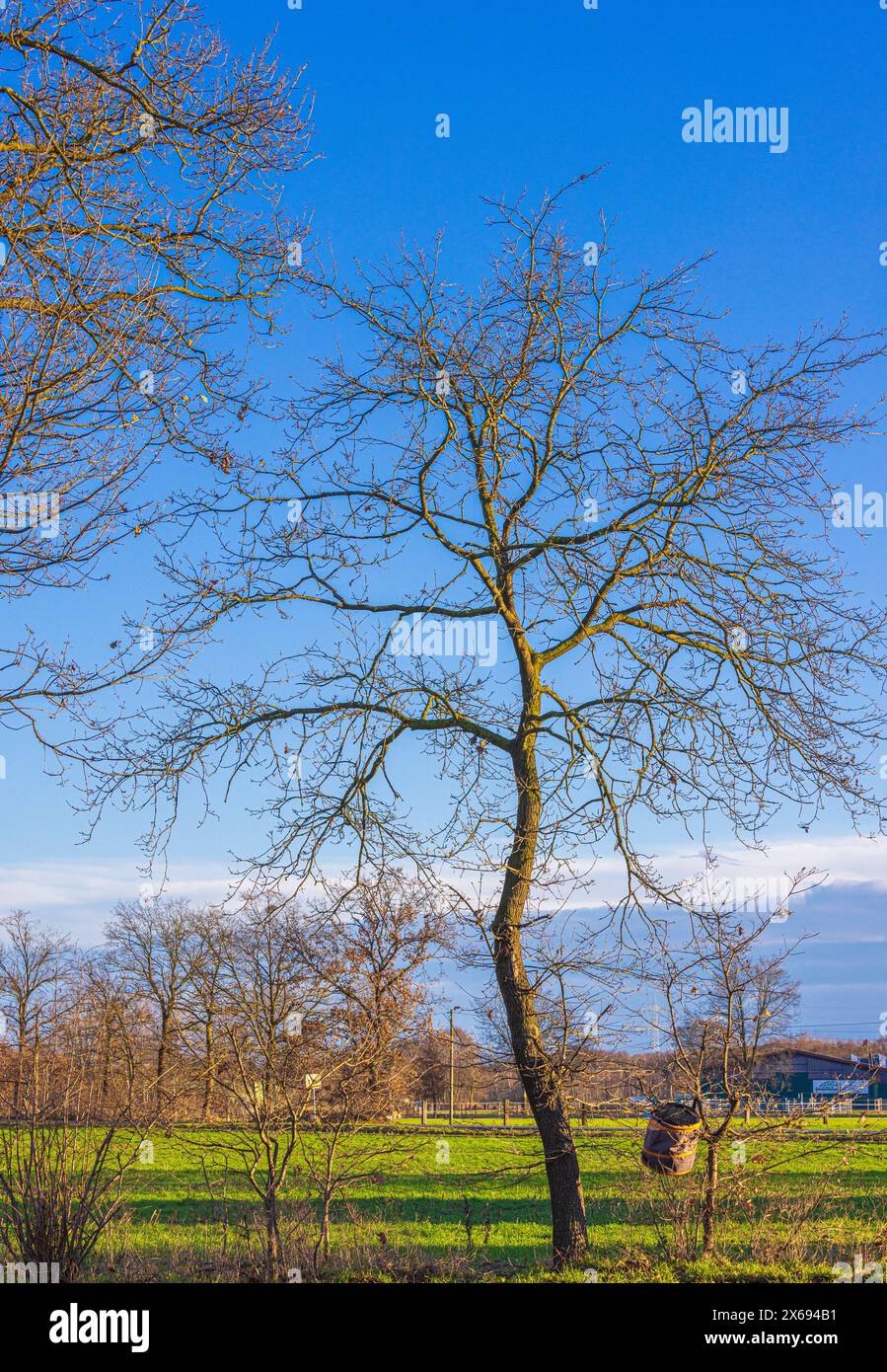 Tronc d'arbre, branches sans feuilles, ciel bleu, paysage cultivé Banque D'Images