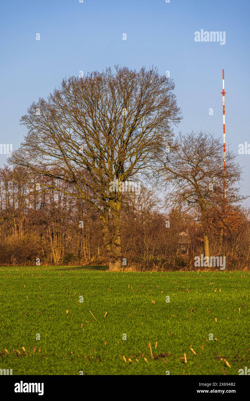 Tronc d'arbre, branches sans feuilles, ciel bleu, paysage cultivé Banque D'Images