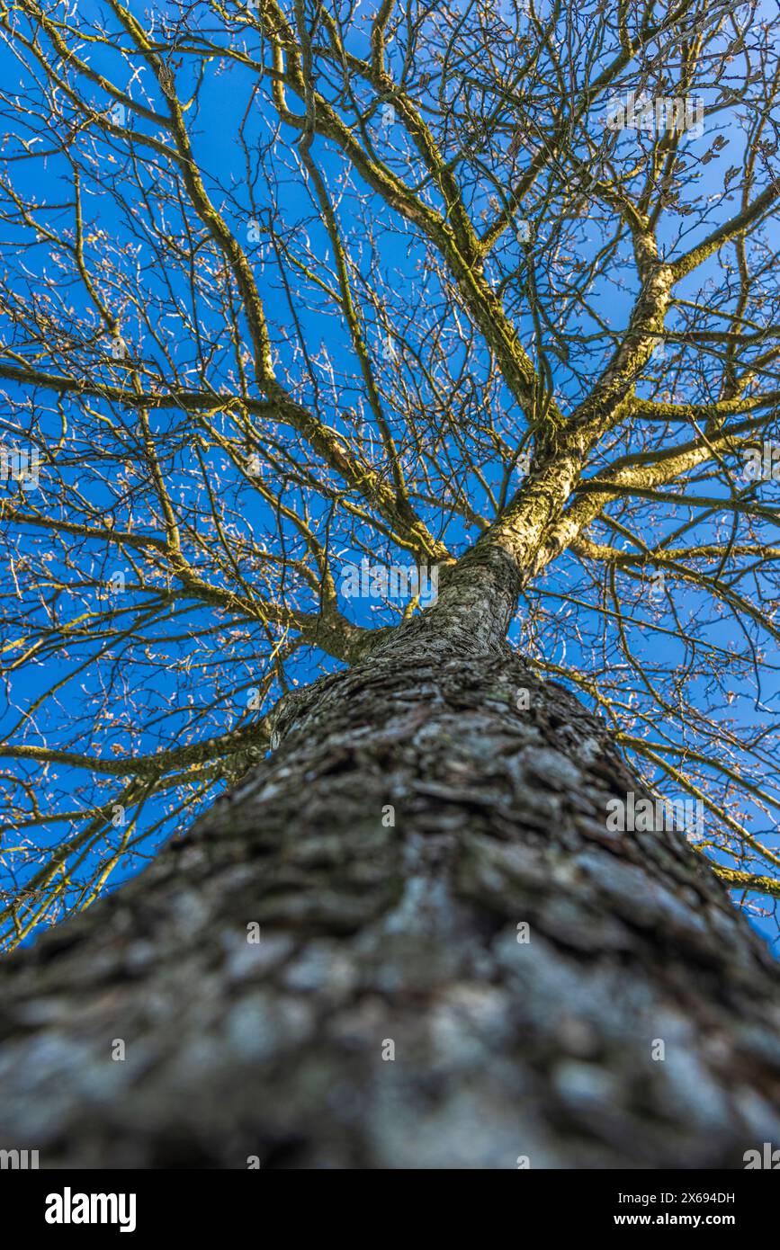 Tronc d'arbre, branches sans feuilles, ciel bleu, image de fond Banque D'Images