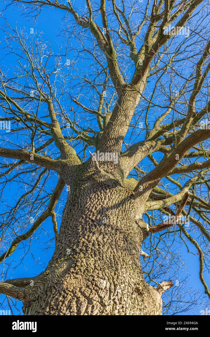 Tronc d'arbre, branches sans feuilles, ciel bleu, image de fond Banque D'Images