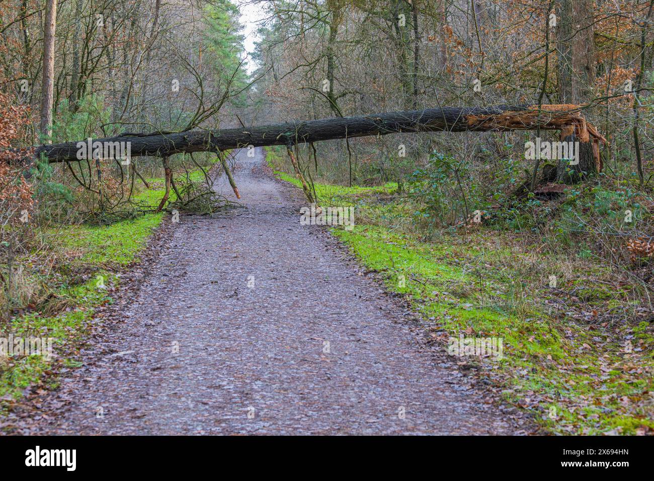 Les dégâts causés par les tempêtes, l'arbre tombé Banque D'Images
