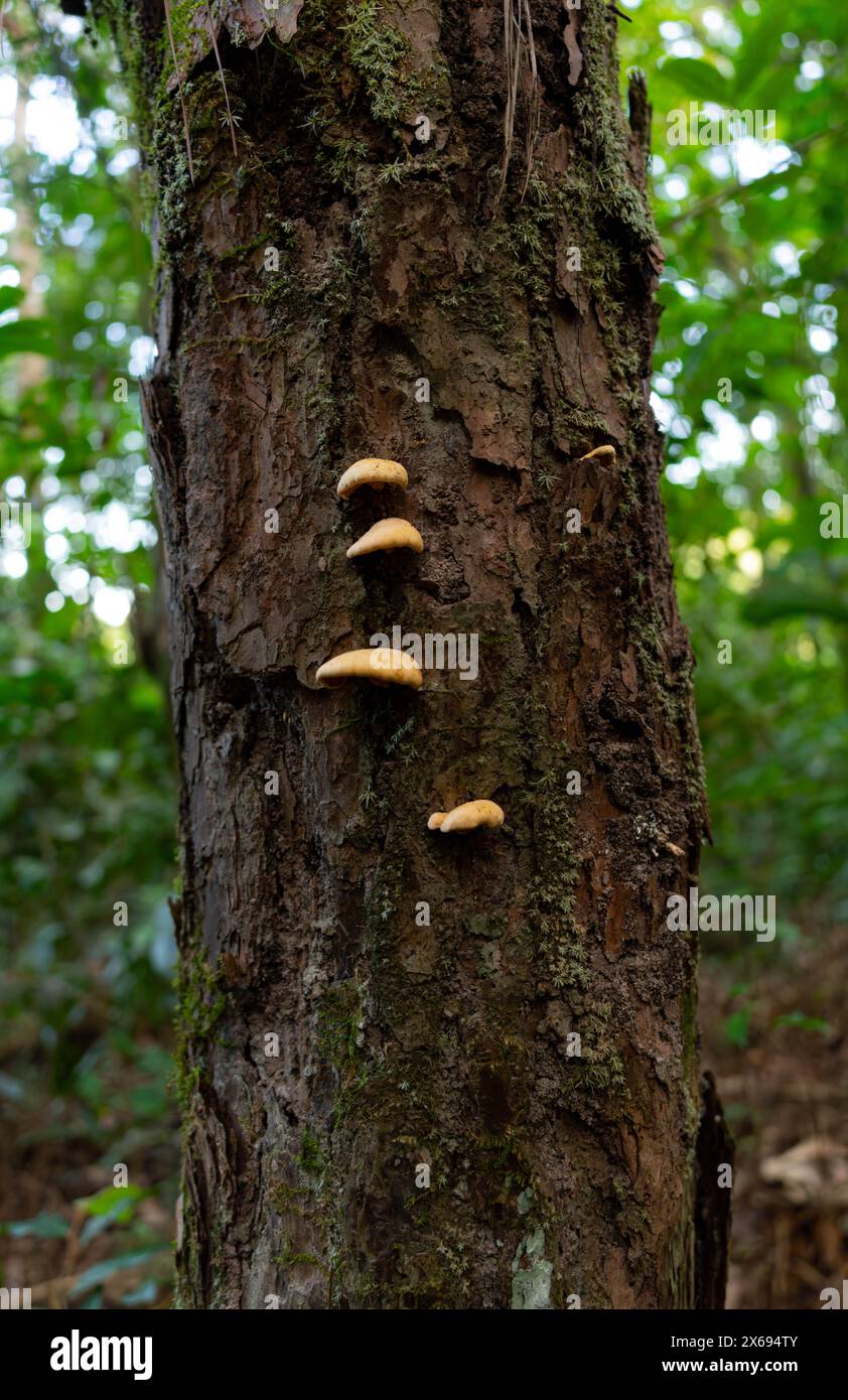 Sur un tronc d'arbre aux champignons Banque D'Images