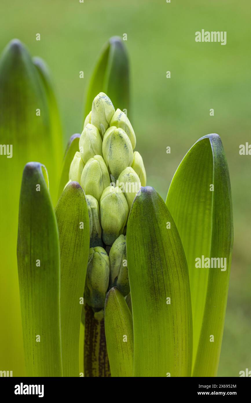 Jacinthe bleue de jardin, jacinthe (Hyacinthus), bourgeons, gros plan Banque D'Images